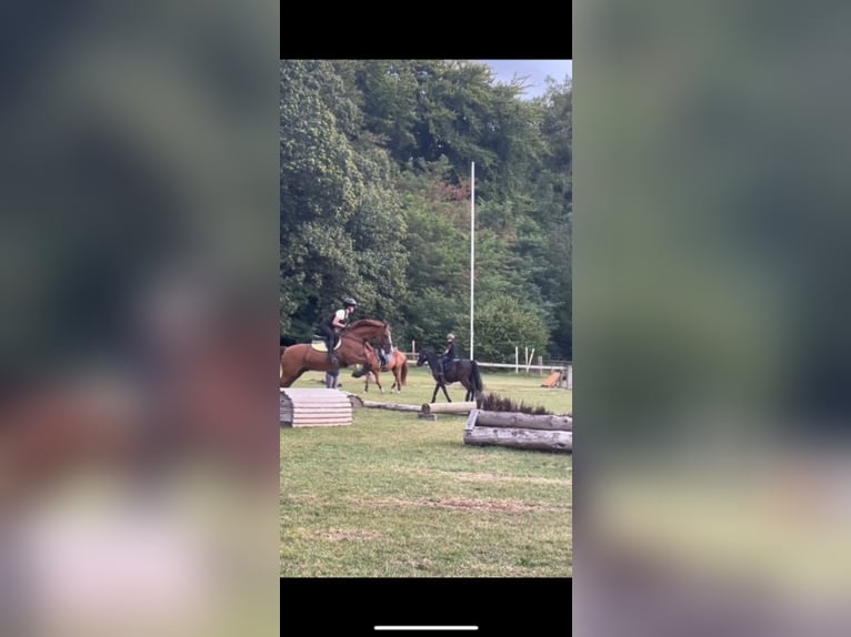 Altér Real Mestizo Caballo castrado 20 años 148 cm Alazán in Wesel