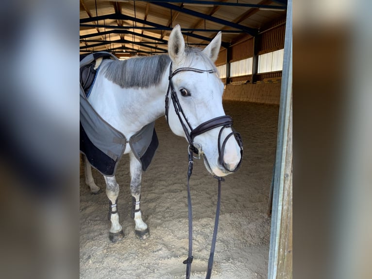 Altér Real Caballo castrado 8 años 165 cm Tordo in Deggendorf
