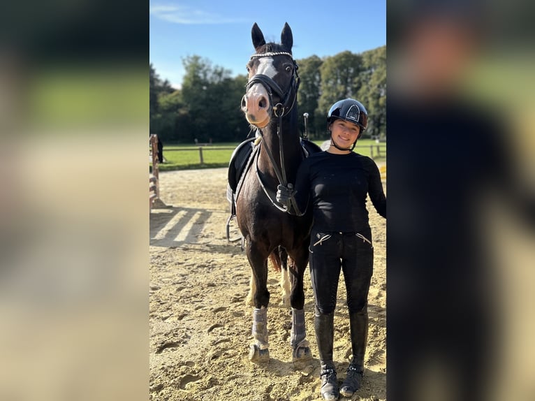 Alter-Real Mix Castrone 17 Anni 145 cm Baio scuro in Wesel