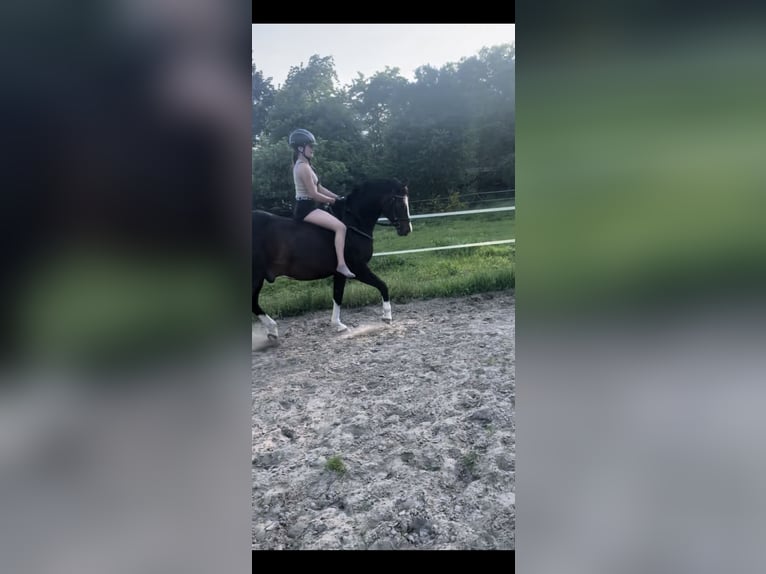 Alter-Real Mix Castrone 17 Anni 145 cm Baio scuro in Wesel