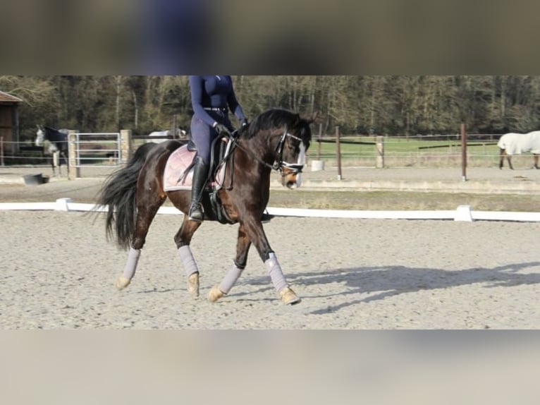 Alter-Real Mix Castrone 17 Anni 145 cm Baio scuro in Wesel
