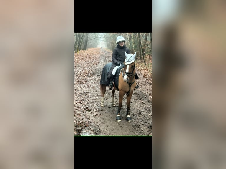 Alter-Real Mix Castrone 20 Anni 148 cm Sauro in Wesel