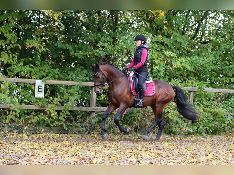 Alter Real Étalon 6 Ans 160 cm Bai in Valkenburg