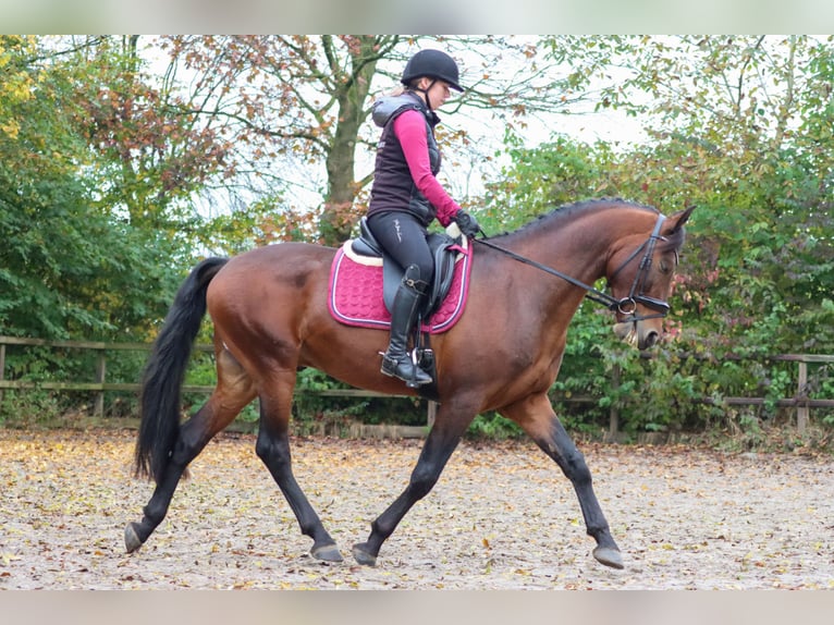 Alter Real Étalon 6 Ans 160 cm Bai in Valkenburg