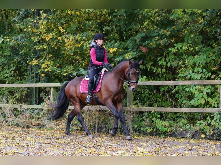 Alter Real Étalon 6 Ans 160 cm Bai in Valkenburg