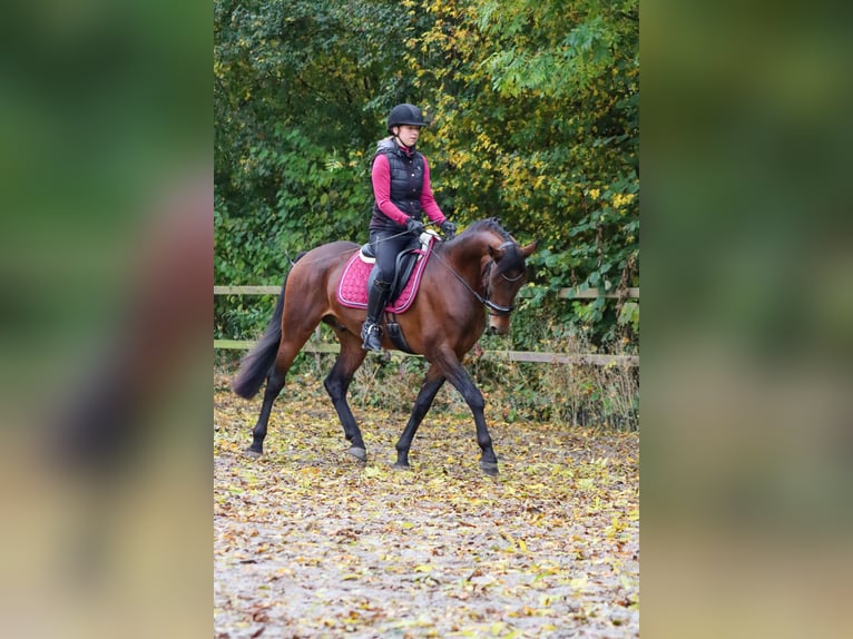 Alter Real Étalon 6 Ans 160 cm Bai in Valkenburg