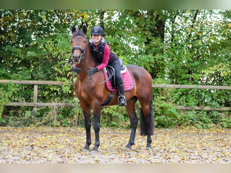 Alter Real Étalon 6 Ans 160 cm Bai in Valkenburg