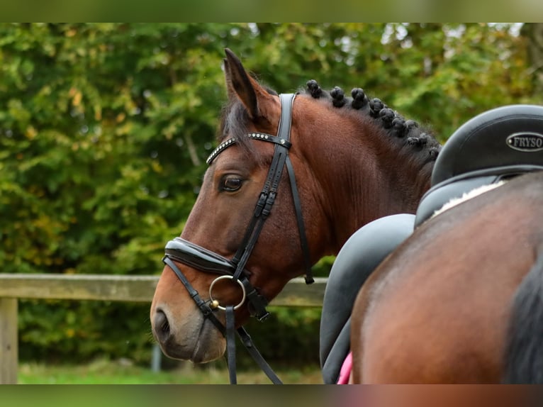 Alter Real Étalon 6 Ans 160 cm Bai in Valkenburg