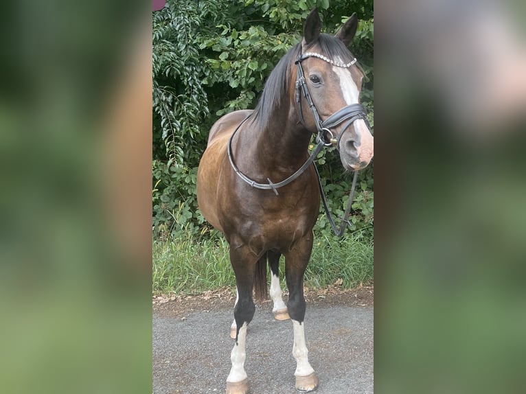 Altèr Real Mix Gelding 17 years 14.1 hh Bay-Dark in Wesel