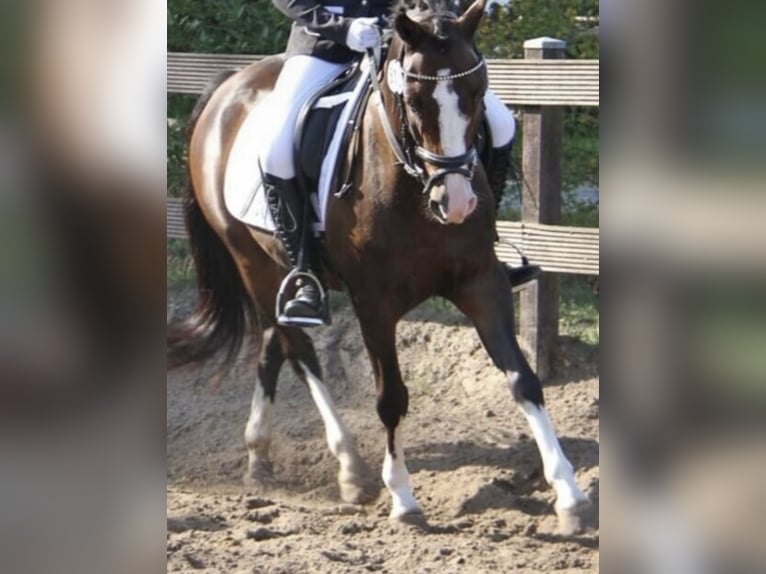 Altèr Real Mix Gelding 17 years 14.1 hh Bay-Dark in Wesel