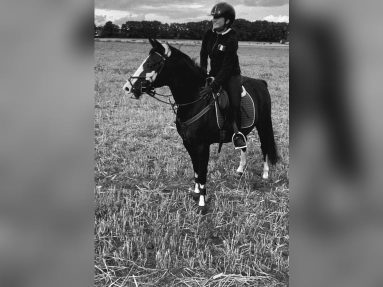 Altèr Real Mix Gelding 17 years 14.1 hh Bay-Dark in Wesel
