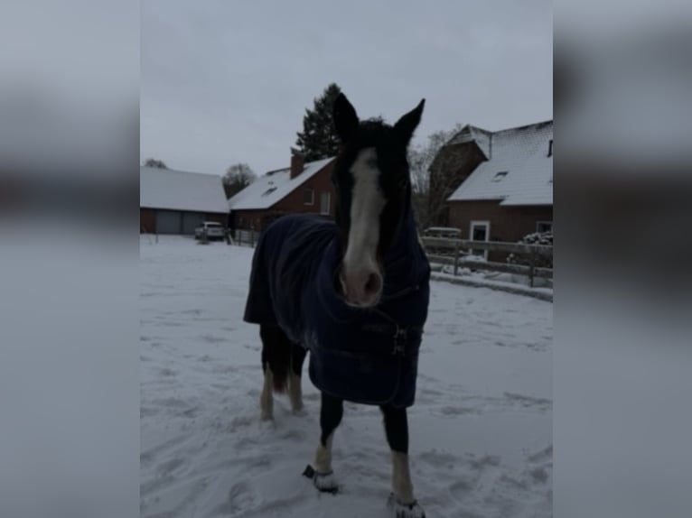 Altèr Real Mix Gelding 17 years 14.1 hh Bay-Dark in Wesel