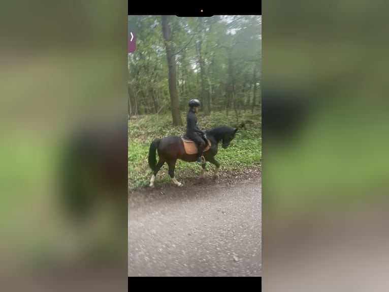 Altèr Real Mix Gelding 17 years 14.1 hh Bay-Dark in Wesel