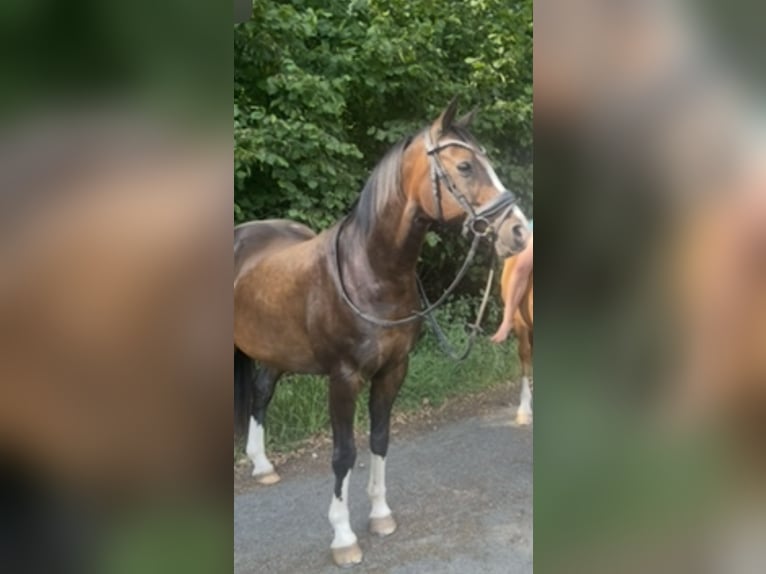 Altèr Real Mix Gelding 17 years 14.1 hh Bay-Dark in Wesel