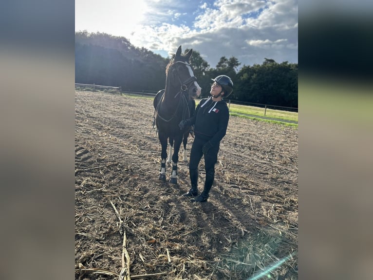 Altèr Real Mix Gelding 17 years 14,1 hh Bay-Dark in Wesel