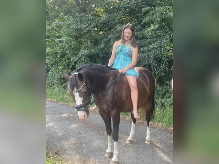 Altèr Real Mix Gelding 17 years 14,1 hh Bay-Dark in Wesel