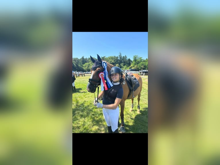 Altèr Real Mix Gelding 20 years 14.2 hh Chestnut-Red in Wesel