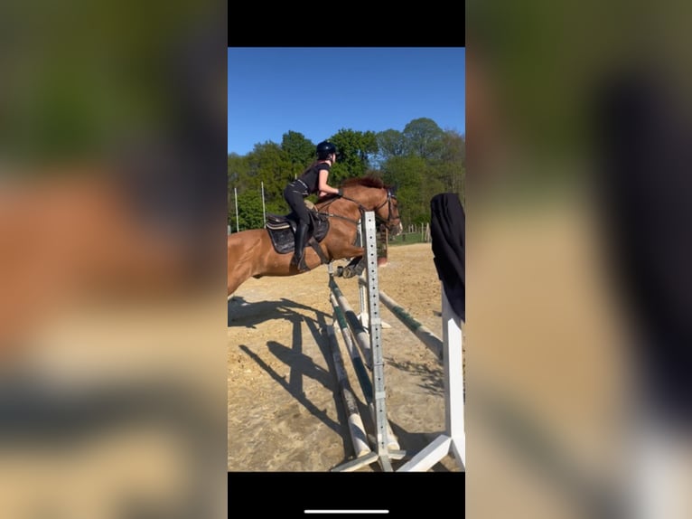 Altèr Real Mix Gelding 20 years 14.2 hh Chestnut-Red in Wesel