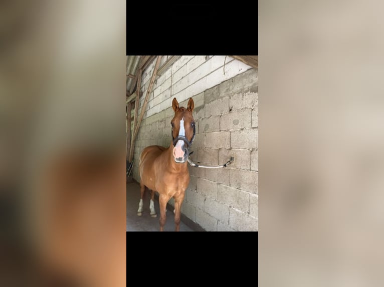 Altèr Real Mix Gelding 20 years 14.2 hh Chestnut-Red in Wesel
