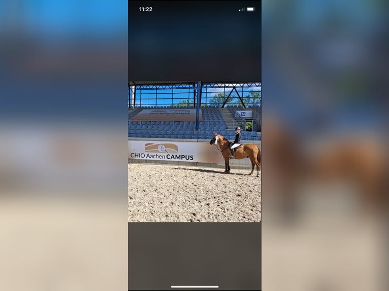 Altèr Real Mix Gelding 20 years 14.2 hh Chestnut-Red in Wesel