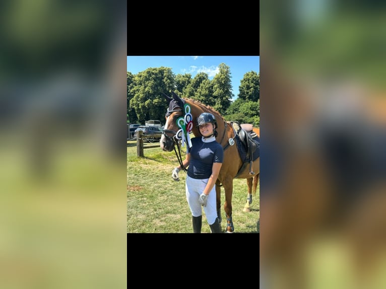 Altèr Real Mix Gelding 20 years 14,2 hh Chestnut-Red in Wesel