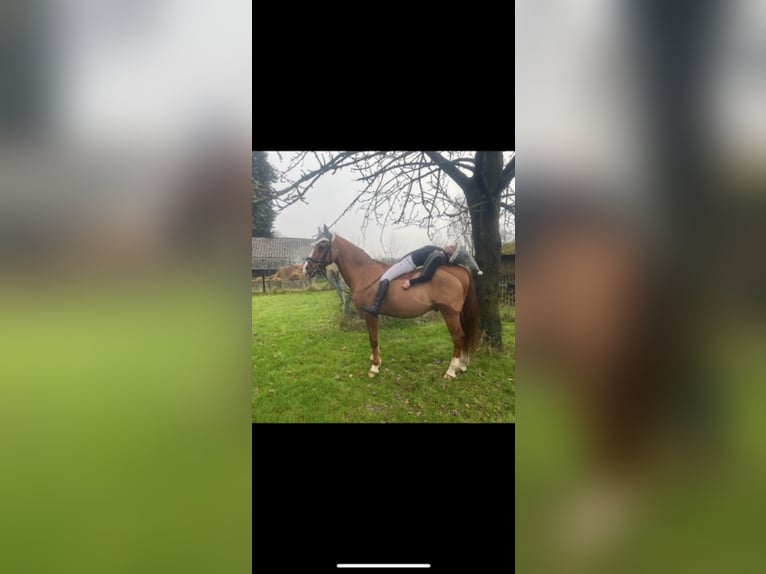 Altèr Real Mix Gelding 20 years 14,2 hh Chestnut-Red in Wesel