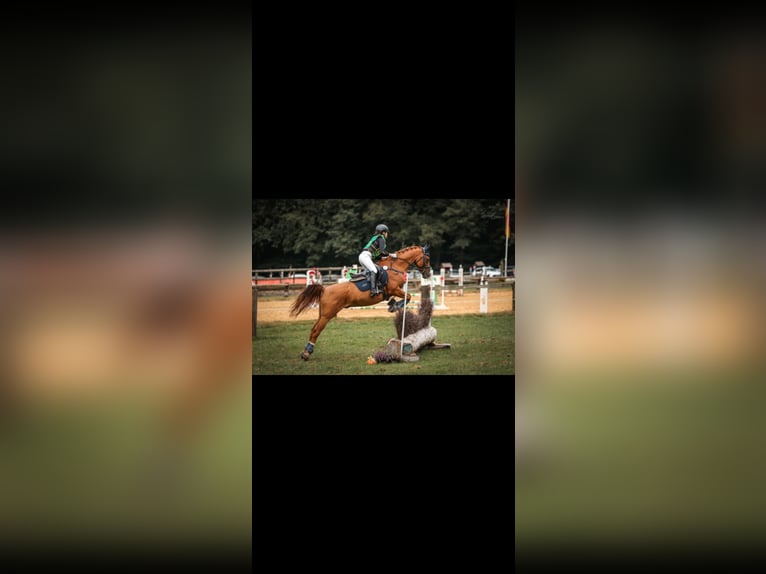 Altèr Real Mix Gelding 20 years 14,2 hh Chestnut-Red in Wesel