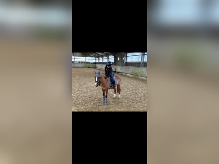 Altèr Real Mix Gelding 20 years 14,2 hh Chestnut-Red in Wesel