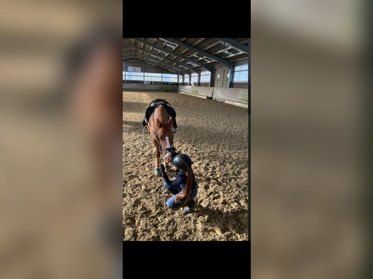 Altèr Real Mix Gelding 20 years 14,2 hh Chestnut-Red in Wesel