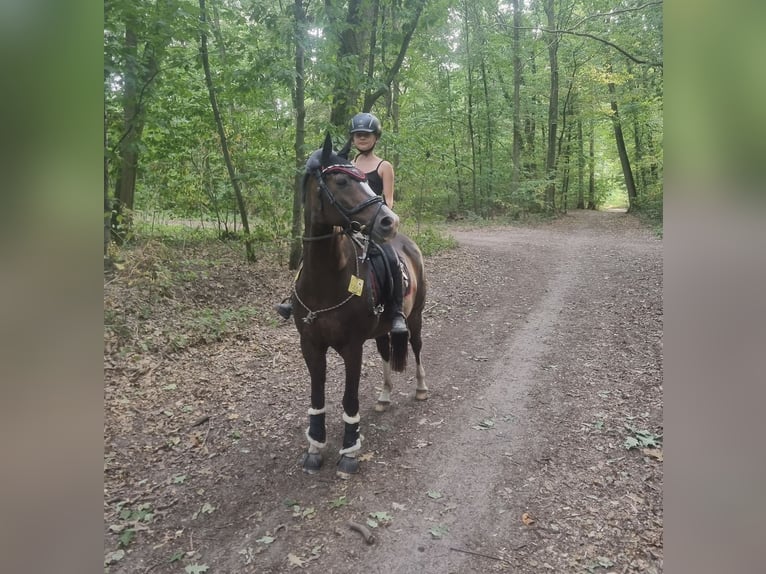 Alter Real Croisé Hongre 17 Ans 145 cm Bai brun in Wesel