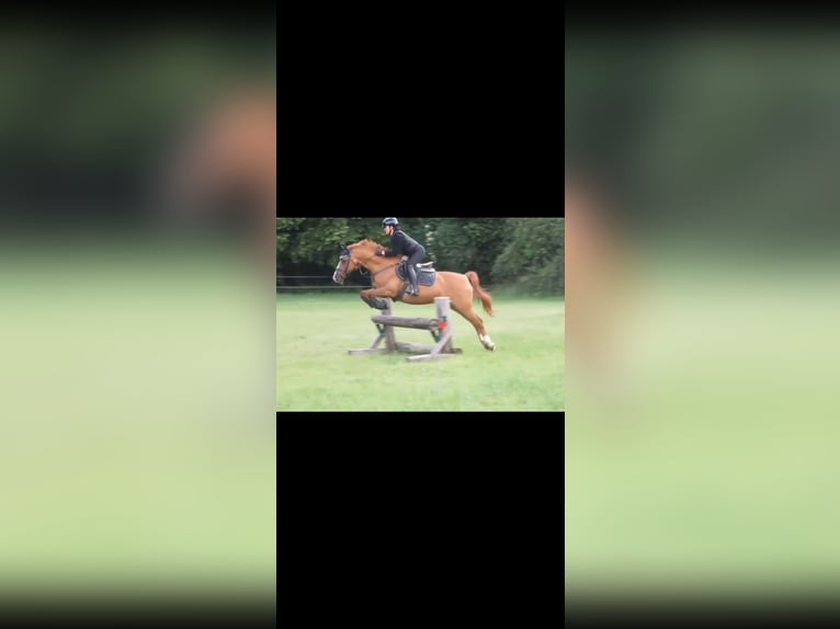 Alter Real Croisé Hongre 20 Ans 148 cm Alezan in Wesel