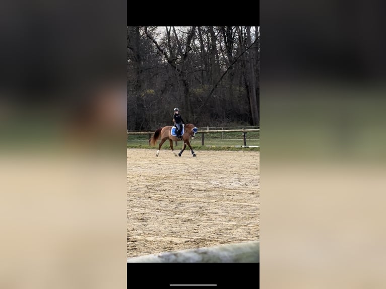 Alter Real Croisé Hongre 20 Ans 148 cm Alezan in Wesel