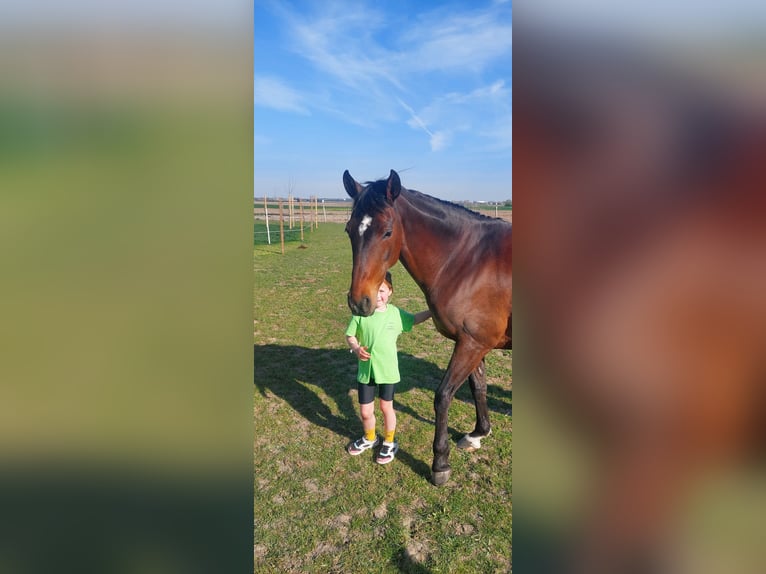 Alter real Mix Merrie 12 Jaar 155 cm Zwartbruin in Merkem