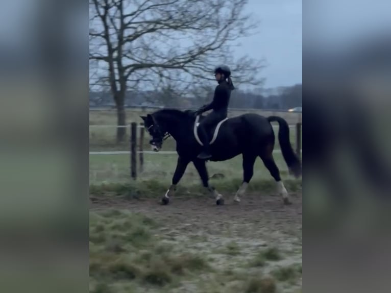 Alter real Mix Ruin 17 Jaar 145 cm Donkerbruin in Wesel