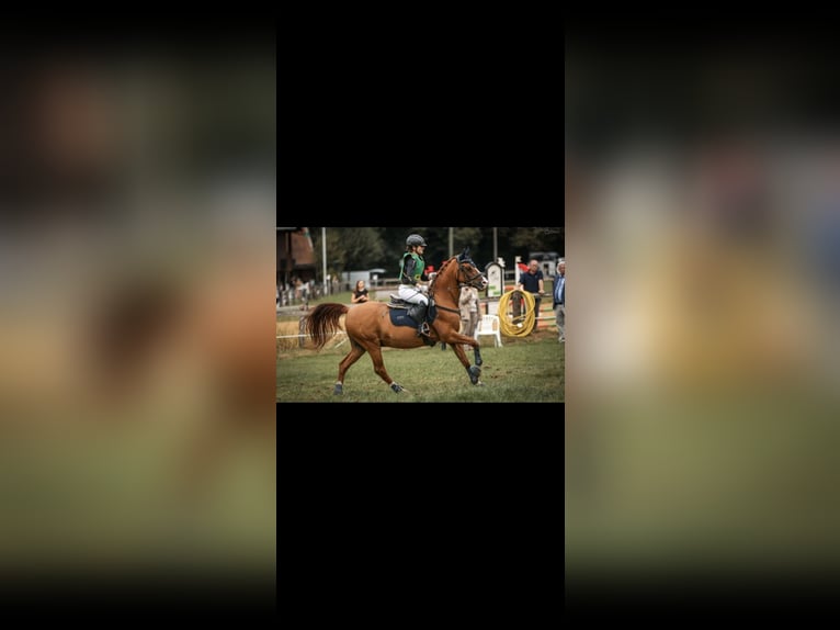 Alter real Mix Ruin 20 Jaar 148 cm Vos in Wesel