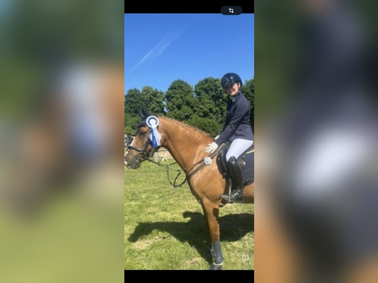 Alter real Mix Ruin 20 Jaar 148 cm Vos in Wesel