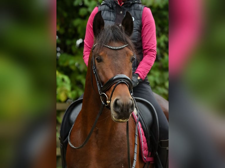 Altèr Real Stallion 6 years 15,2 hh Brown in Valkenburg