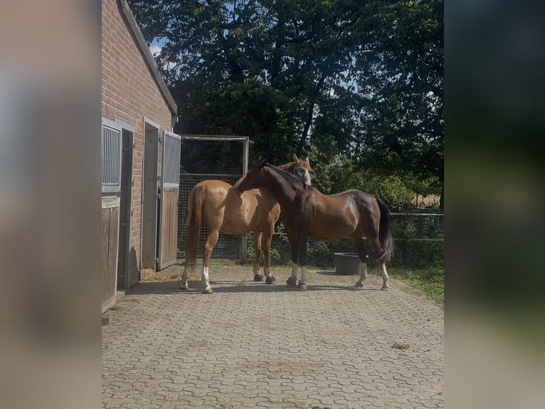 Alter Real Mix Wałach 17 lat 145 cm Ciemnogniada in Wesel