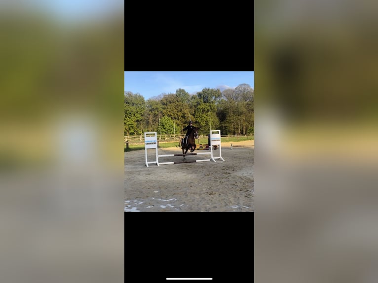 Alter Real Mix Wałach 20 lat 148 cm Kasztanowata in Wesel