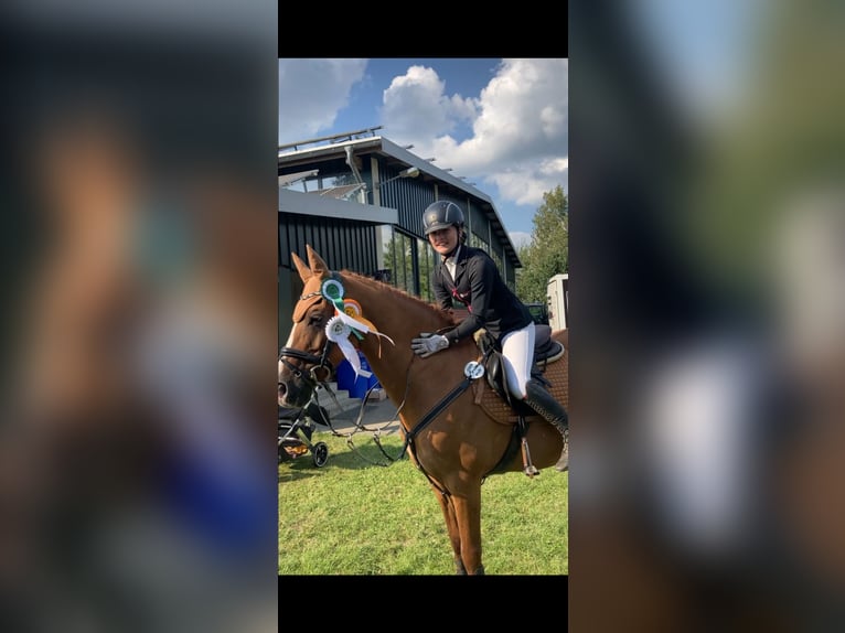 Alter Real Mix Wallach 20 Jahre 148 cm Fuchs in Wesel