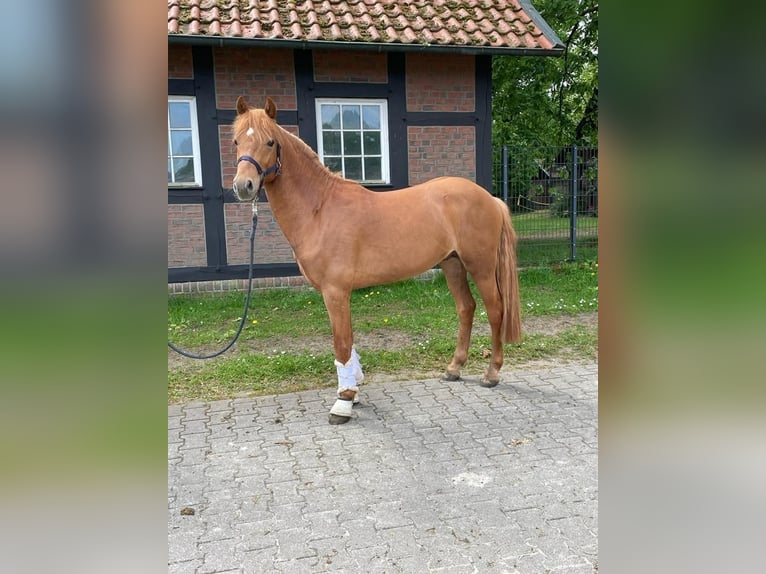 Alter Real Wallach 5 Jahre 146 cm Fuchs in Merzen Alter Real Wallach 5 Jahre 146 cm Fuchs in Merzen