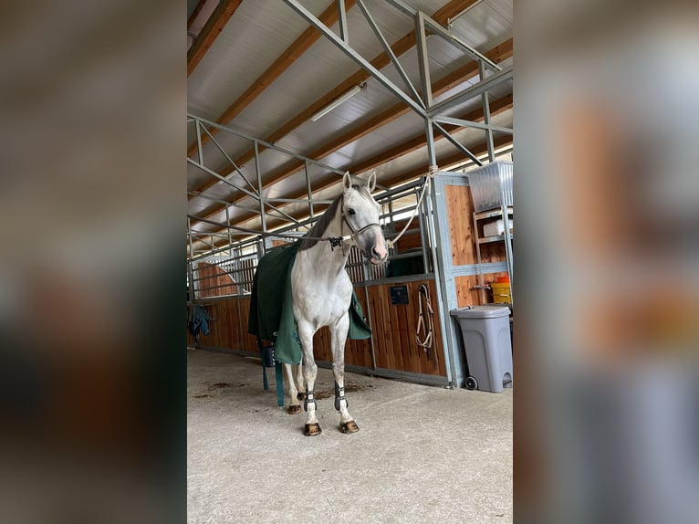 Alter Real Wallach 8 Jahre 165 cm Schimmel in Deggendorf