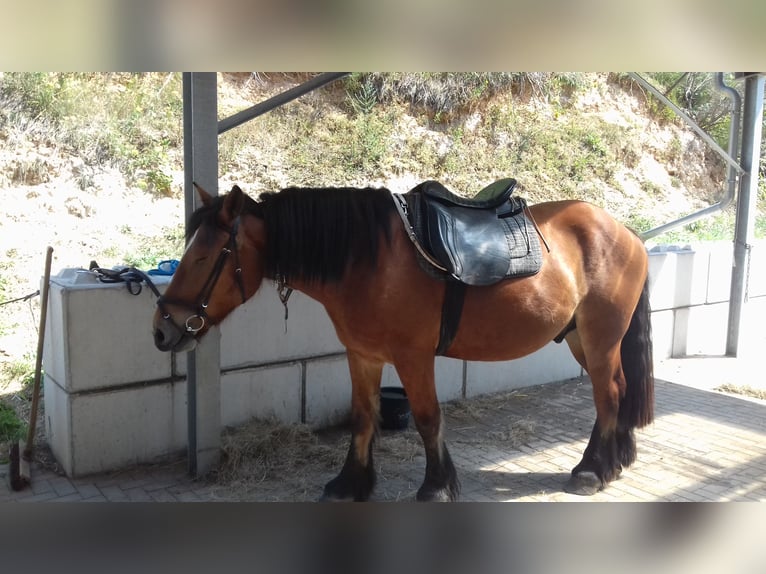 Altmaerkisches Draft Horse Gelding 10 years 17.2 hh Chestnut-Red in Kleinkorgau