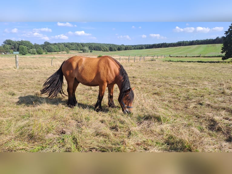 Altmaerkisches Draft Horse Gelding 10 years 17.2 hh Chestnut-Red in Kleinkorgau