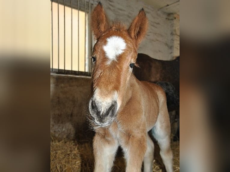 Altmaerkisches Draft Horse Gelding 10 years 17,2 hh Chestnut-Red in Kleinkorgau