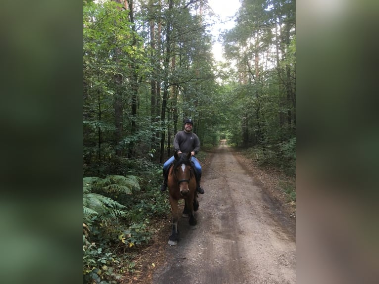 Altmaerkisches Draft Horse Gelding 10 years 17,2 hh Chestnut-Red in Kleinkorgau