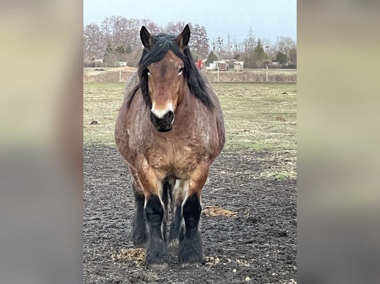 Altmaerkisches Draft Horse Mare 10 years 16,1 hh Brown Falb mold in DessauDessau