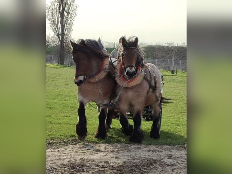 Altmaerkisches Draft Horse Mare 10 years 16,1 hh Brown Falb mold in DessauDessau