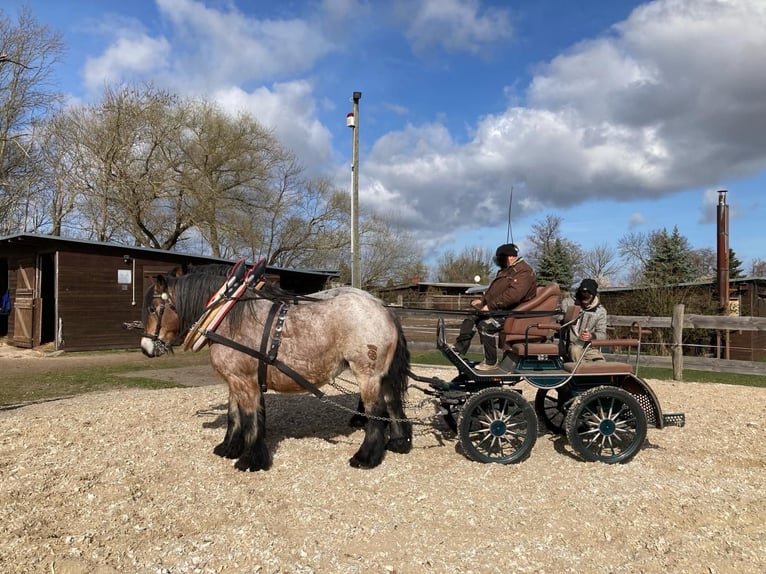 Altmaerkisches Draft Horse Mare 10 years 16,1 hh Brown Falb mold in DessauDessau