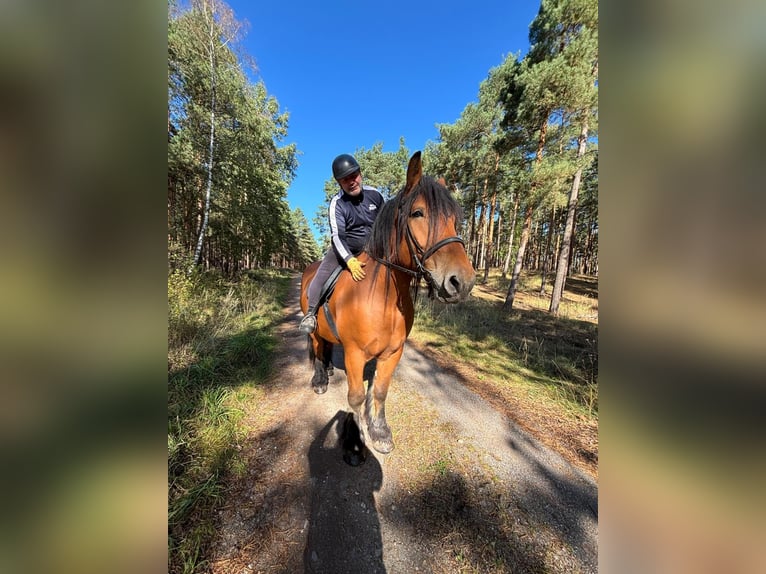 Altmärkisches Kaltblut Mix Castrone 10 Anni 180 cm Sauro in Kleinkorgau